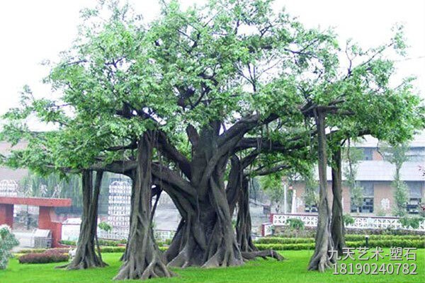 大型水泥仿真榕树景观图片